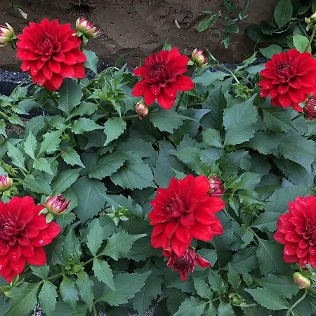 Aida Goscinne - & Free Parking Gdańsk