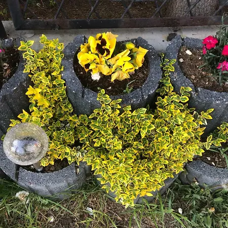 Aida Goscinne - & Free Parking 3*