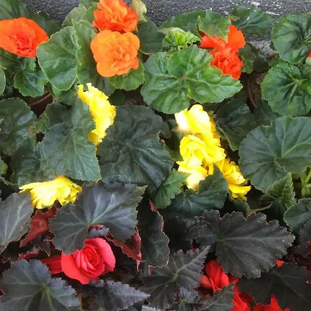 Aida Goscinne - & Free Parking 3* Gdansk