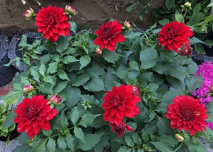 Aida Goscinne - & Free Parking Гданьск