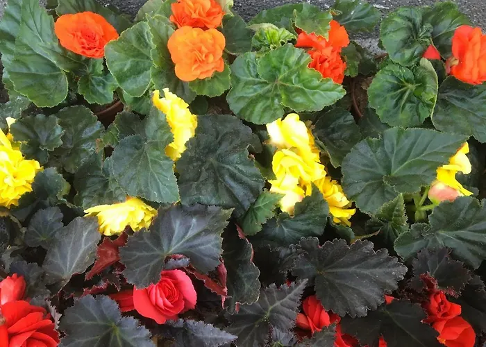 Aida Goscinne - & Free Parking 3* Гданьск