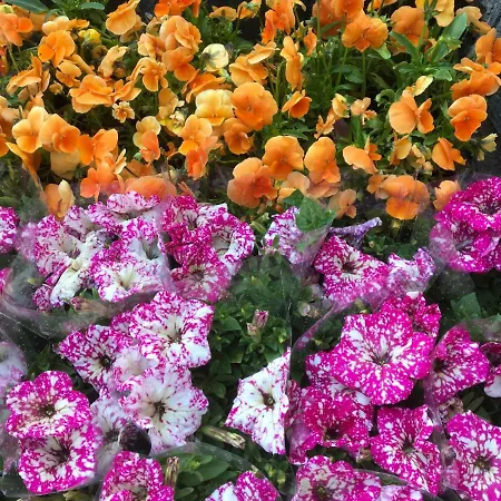 Bed and Breakfast Aida Goscinne - & Free Parking 3*