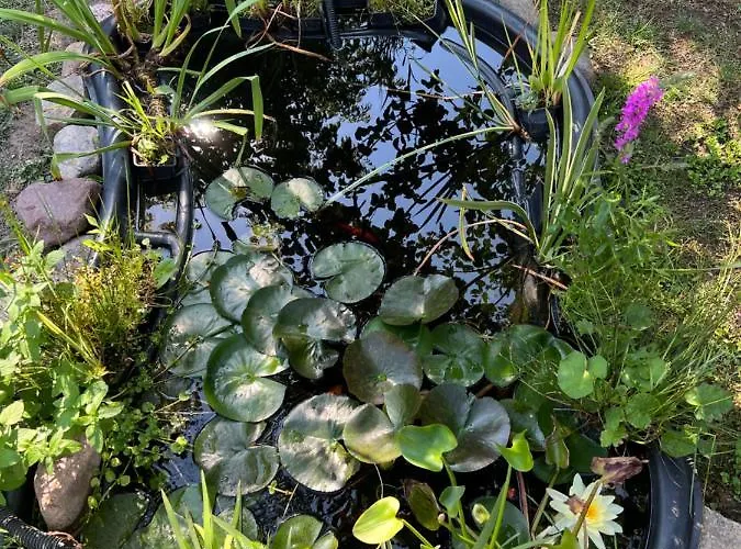 Aida Goscinne - & Free Parking 3*