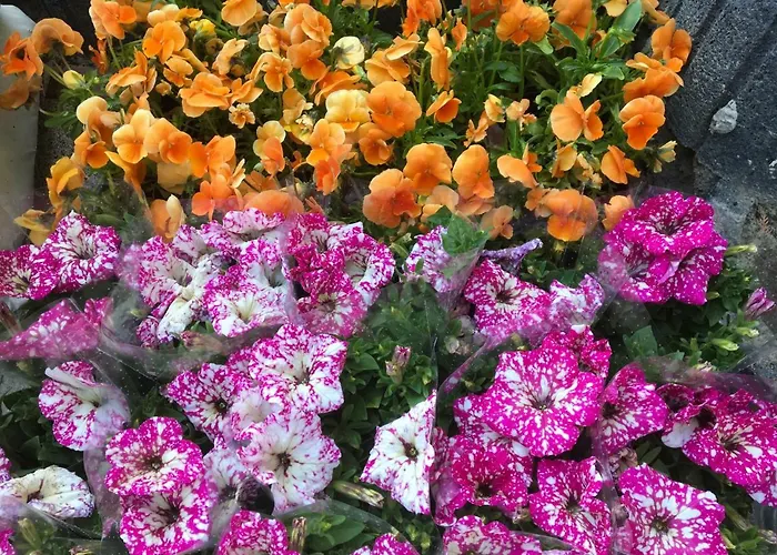 فندق مبيت وإفطار Aida Goscinne - & Free Parking 3*